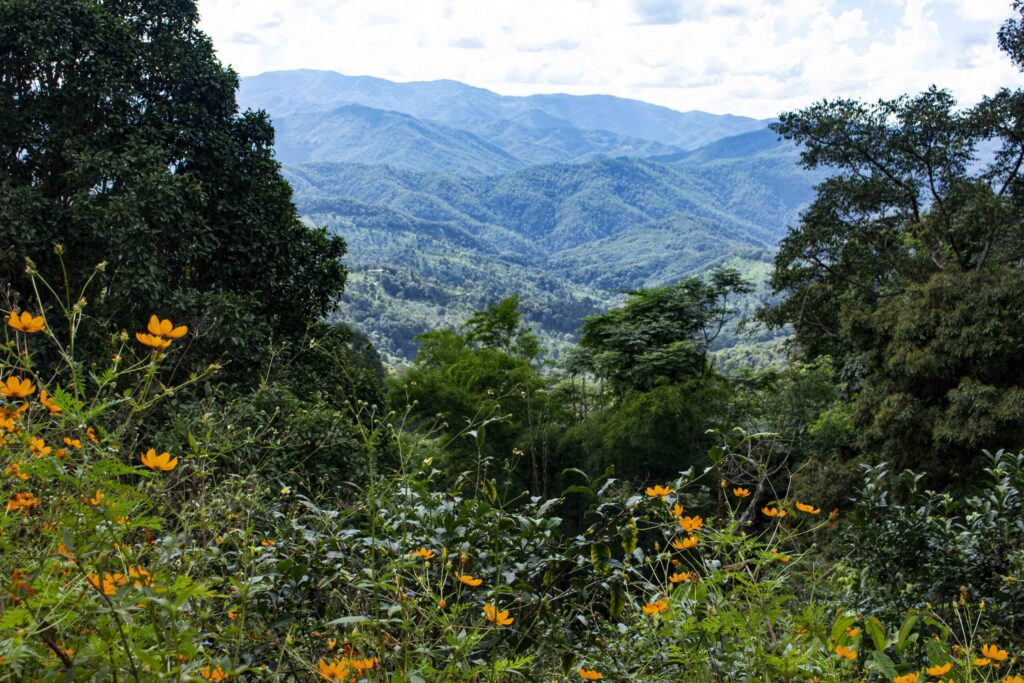 China Yunnan Tea from Jingmai Mountain