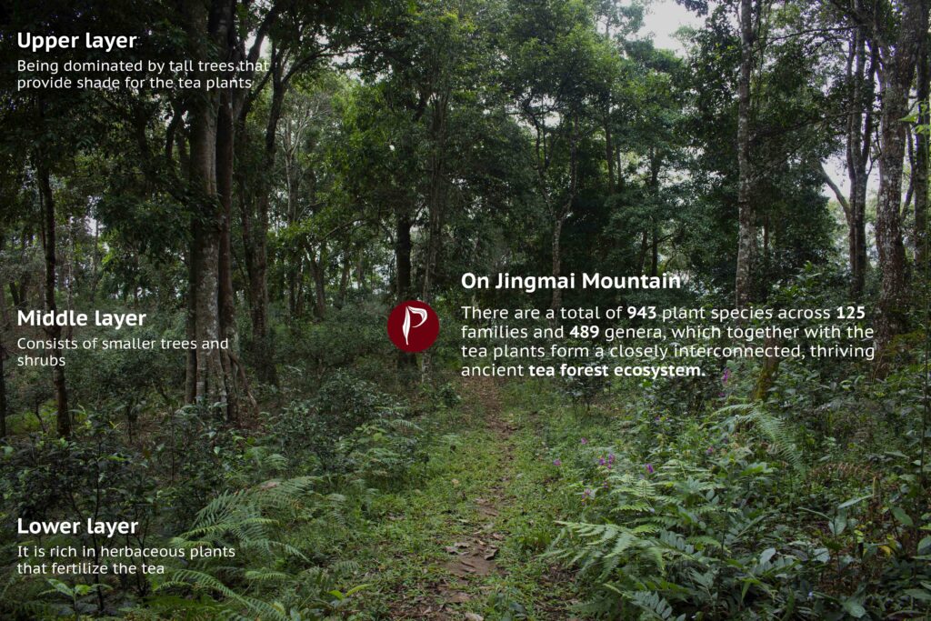 Tea Forest in Jingmai Mountain with three layers sustainability China Yunnan Tea