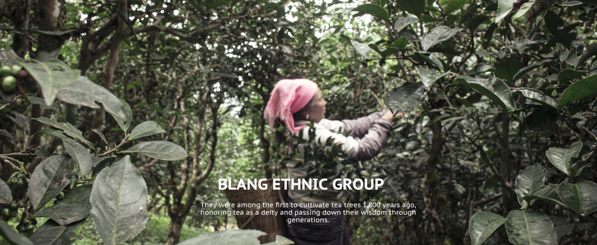 Bulang ethnic group from Jingmai Mountian Tea