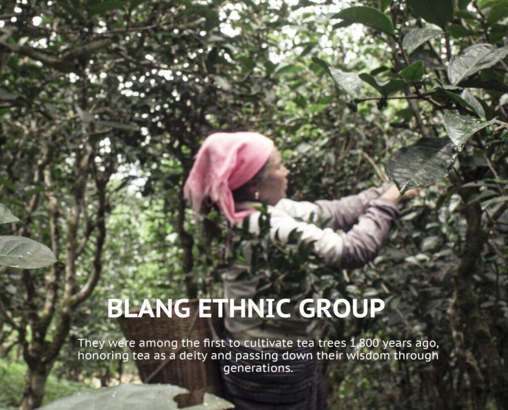 Bulang ethnic group is picking tea leaves