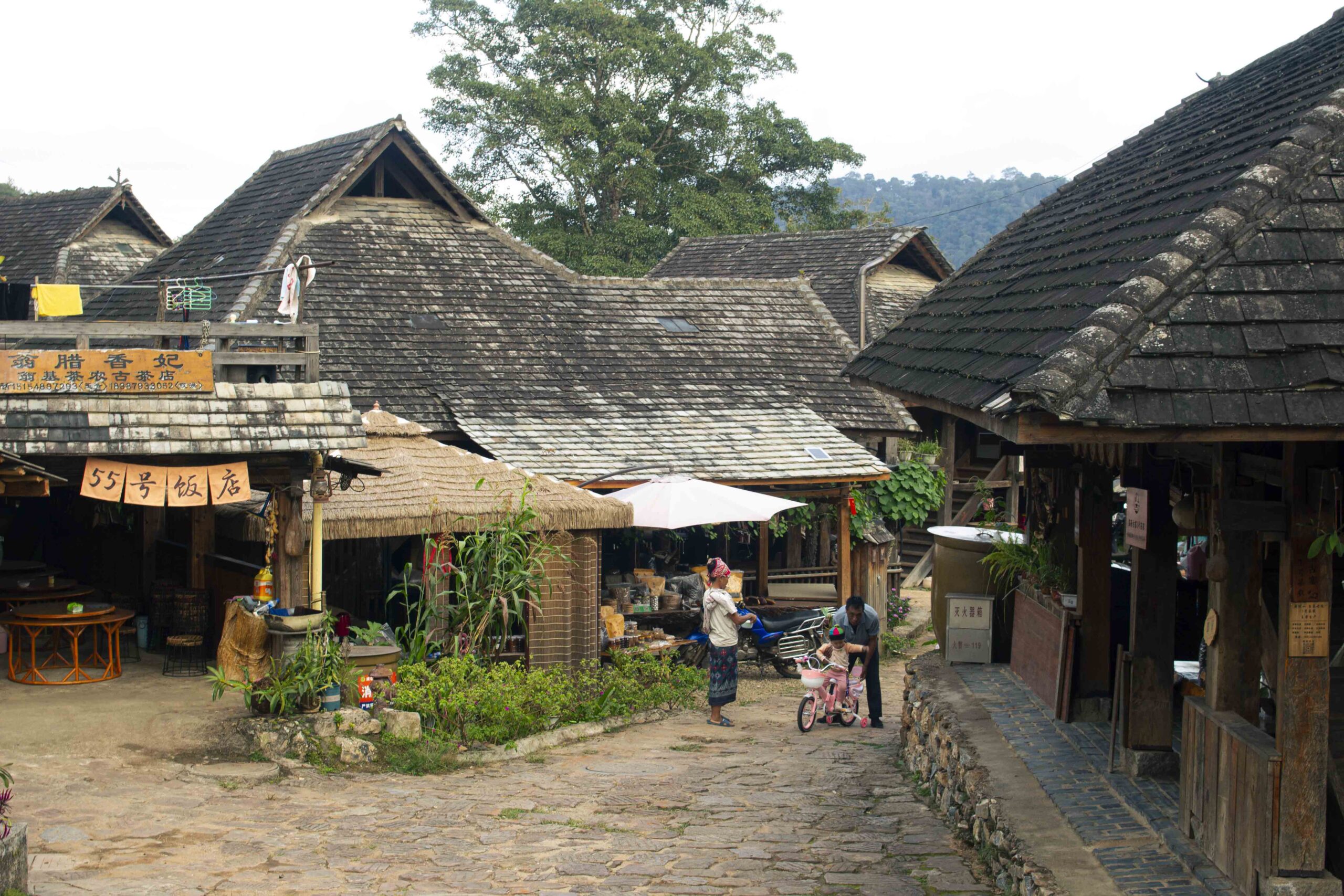 Jingmai Mountian Wenji Blang Village