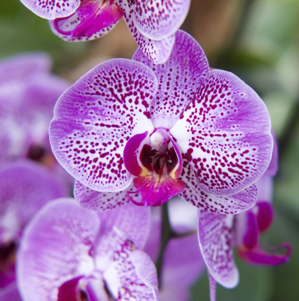 Tea with Orchid flower aroma