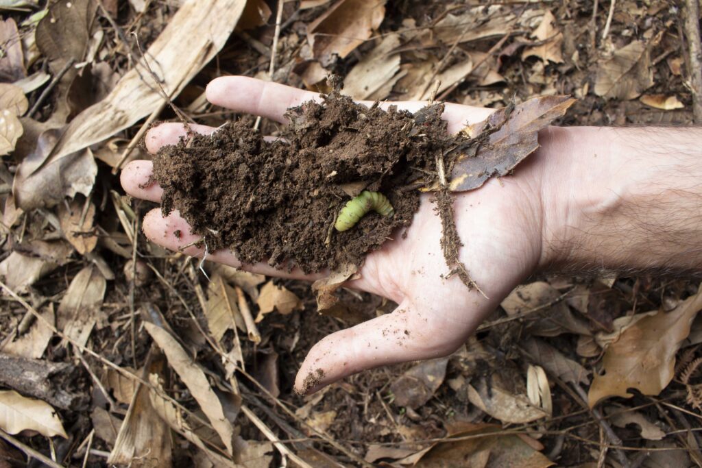 bug in the soil of tea forest of Jingmai mountian