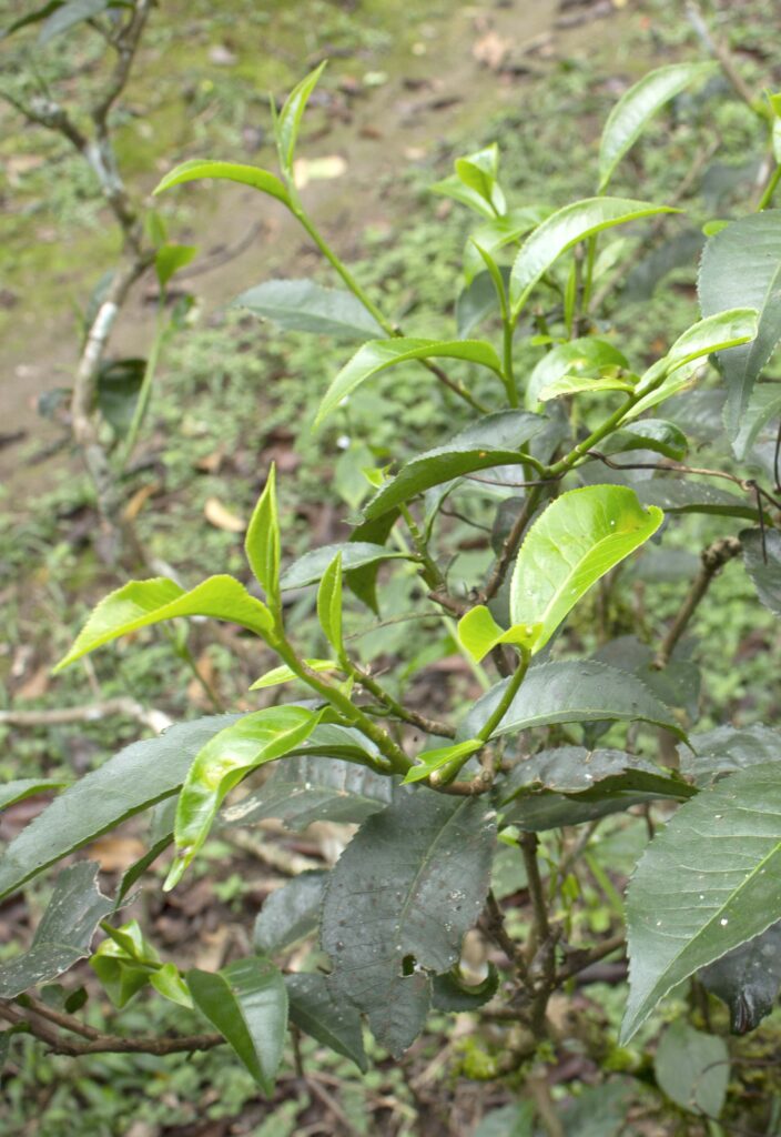 Tea Leaves from Jingmai Mountian Tea