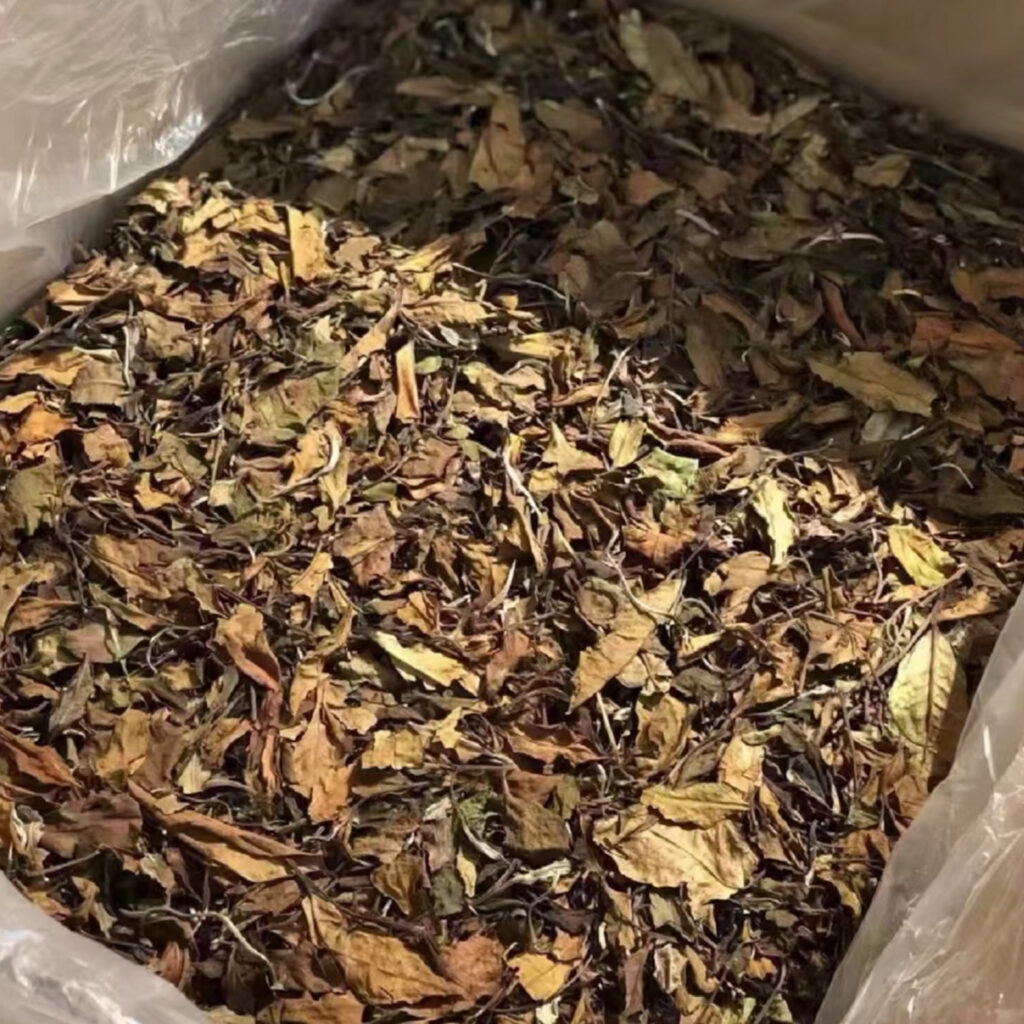 Jingmai Tea White Tea. What does Yunnan white tea taste like?