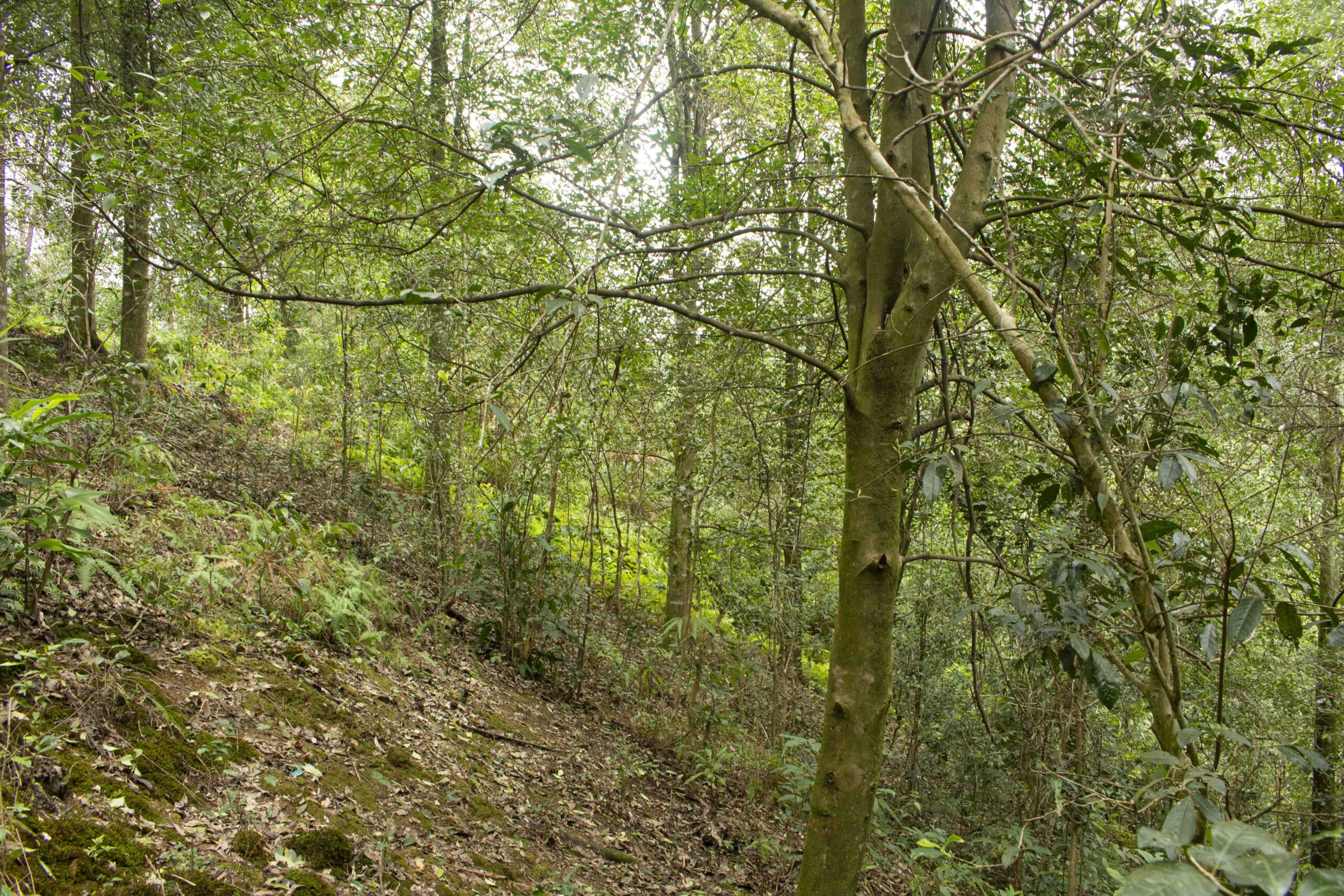 Baishi Mountain