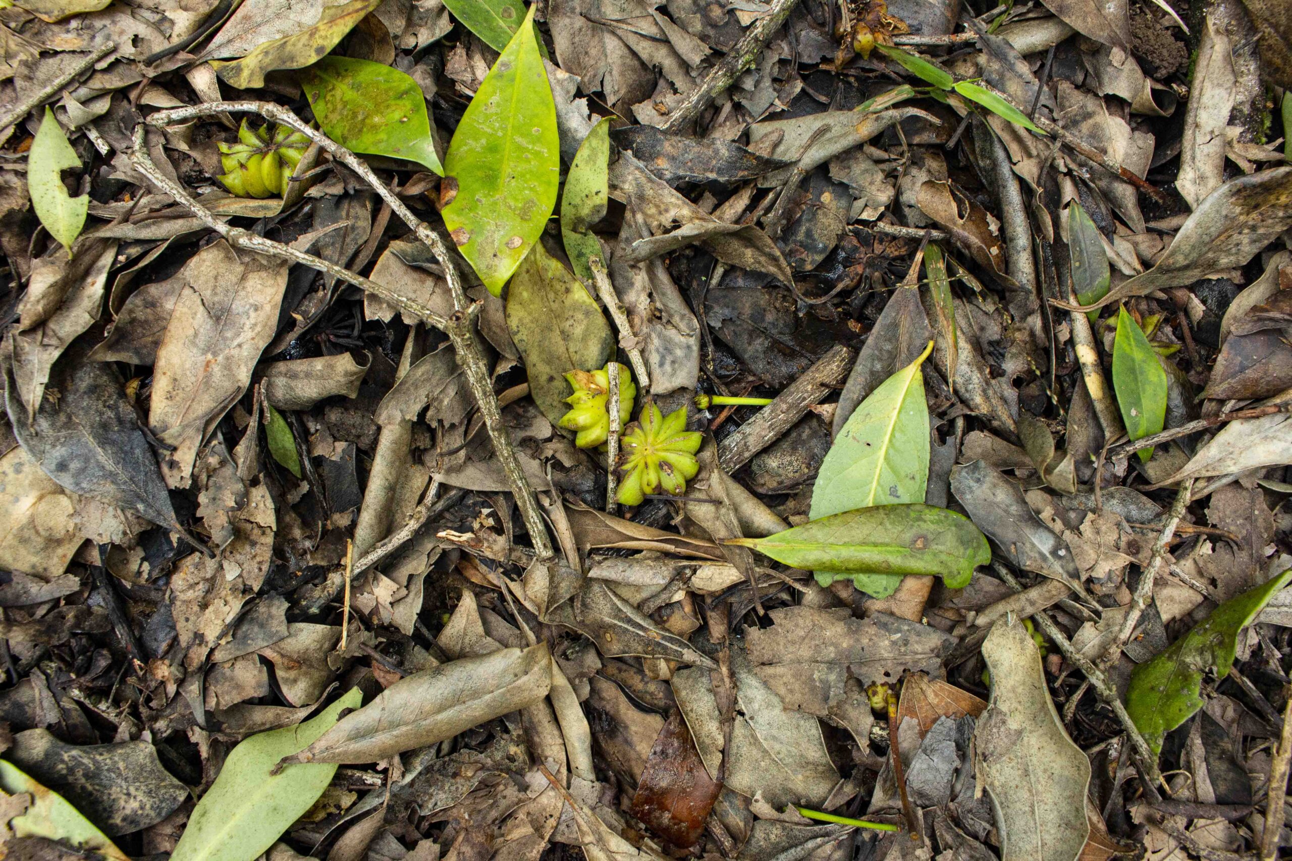 Star Anise