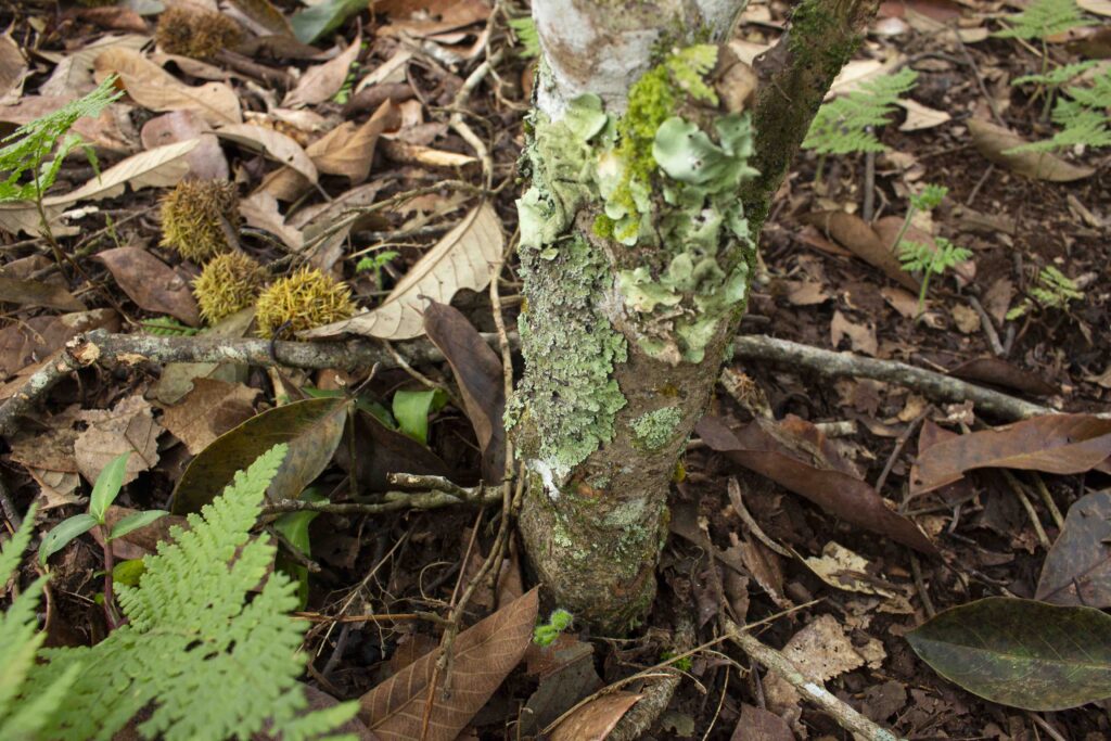 Tree Trunk 200-300 year old ancient trees (tea trees) from Jingmai Mountain used in Purcraftea Chinese Tea