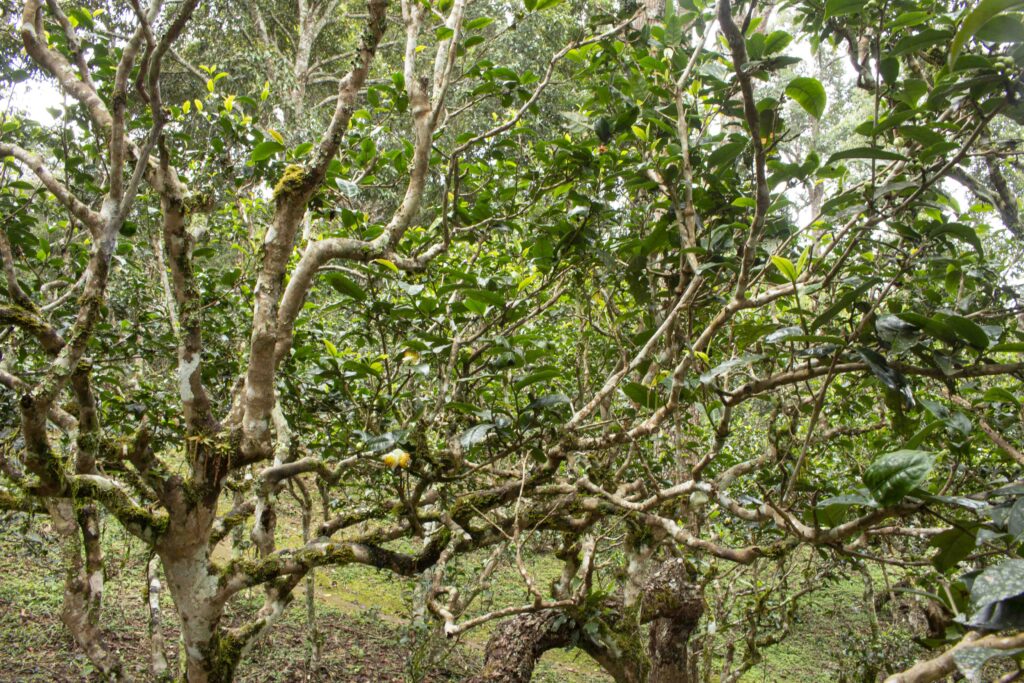 300 year old ancient trees (tea trees) from Jingmai Mountain used in Purcraftea China Yunnan Tea