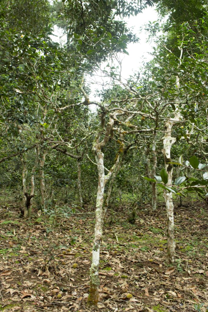 200-300 year old ancient trees (tea trees) from Jingmai Mountain used in Purcraftea Chinese Tea