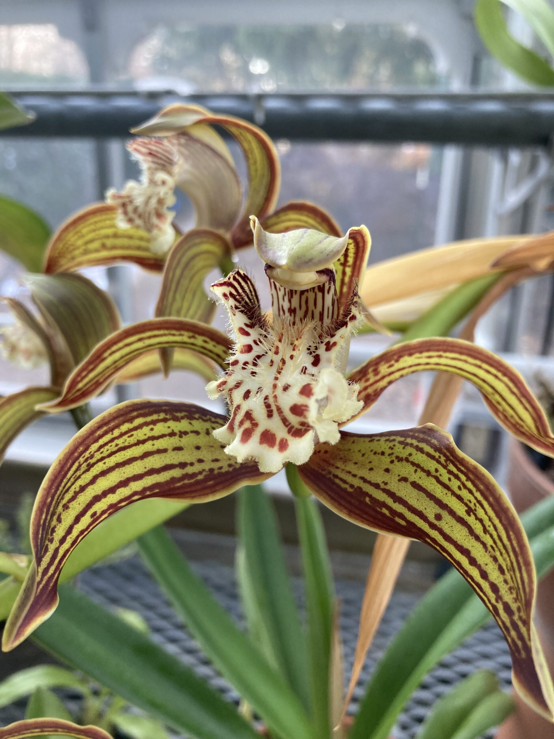 Orchid Fragrance Tea: 4 Reasons Why our Jingmai Teas have It