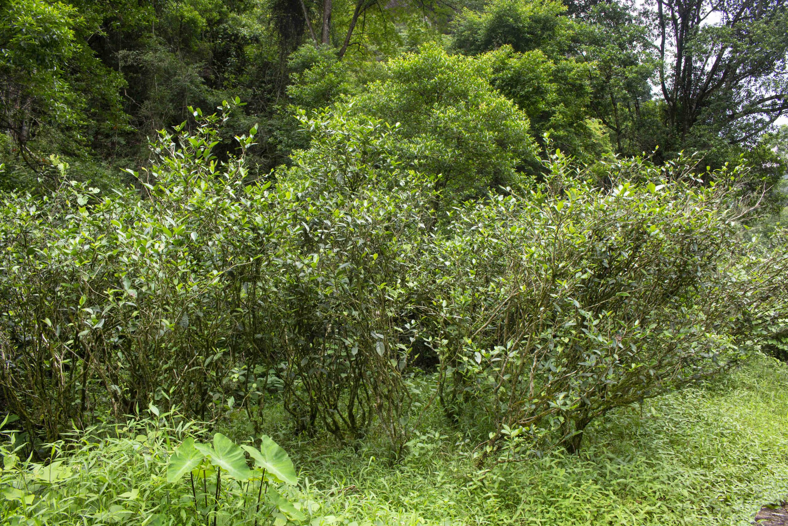 Shuixian Arbor